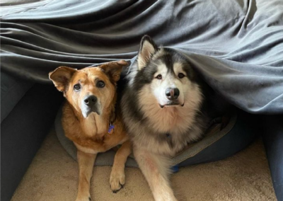 two dogs under blanket