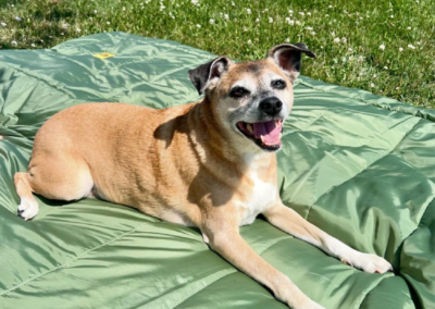 dog ontop of blanket