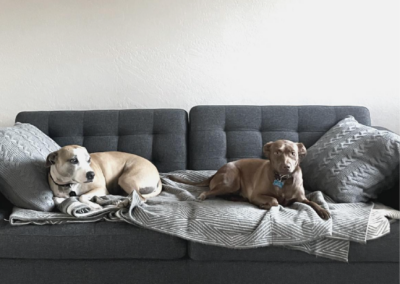 two dogs on couch with blanket